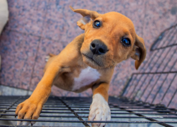 A Secretaria de Proteção e Defesa Animal de Macaé promove feira de adoção de cães e gatos neste sábado (5). Saiba como participar e dar um lar responsável a um pet.