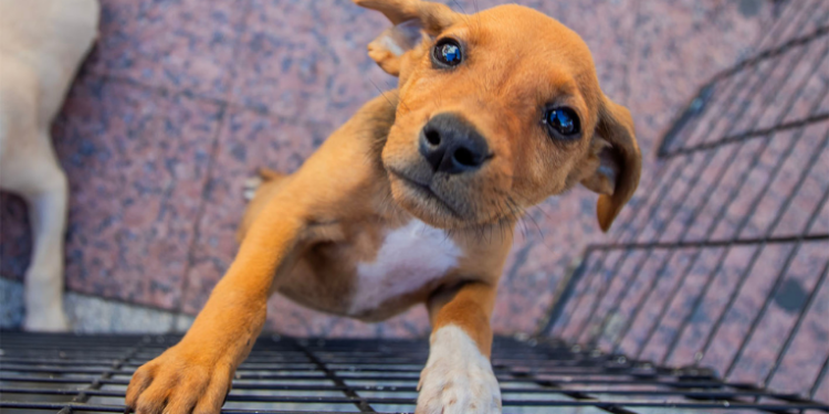 A Secretaria de Proteção e Defesa Animal de Macaé promove feira de adoção de cães e gatos neste sábado (5). Saiba como participar e dar um lar responsável a um pet.