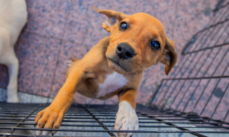 A Secretaria de Proteção e Defesa Animal de Macaé promove feira de adoção de cães e gatos neste sábado (5). Saiba como participar e dar um lar responsável a um pet.