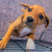 A Secretaria de Proteção e Defesa Animal de Macaé promove feira de adoção de cães e gatos neste sábado (5). Saiba como participar e dar um lar responsável a um pet.