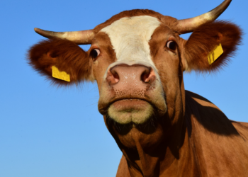 Brasil fica fora da lista da UE sobre uso de antimicrobianos e perde temporariamente autorização para exportar determinados produtos animais.