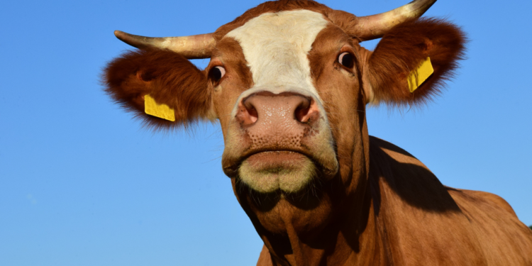 Brasil fica fora da lista da UE sobre uso de antimicrobianos e perde temporariamente autorização para exportar determinados produtos animais.