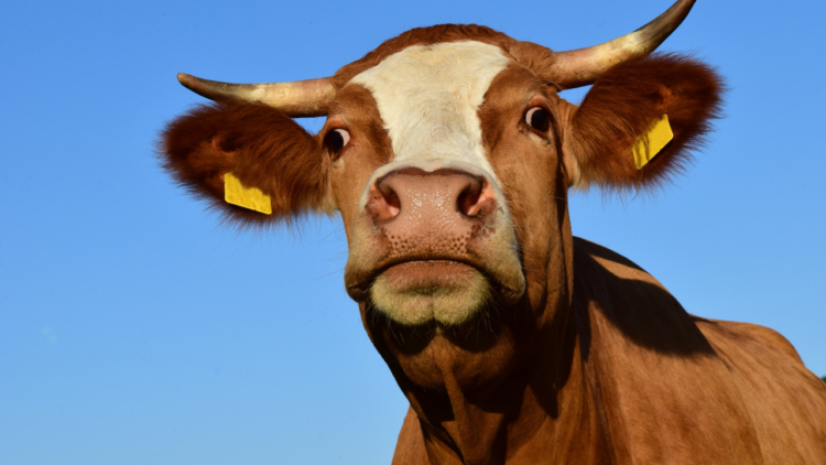 Brasil fica fora da lista da UE sobre uso de antimicrobianos e perde temporariamente autorização para exportar determinados produtos animais.