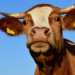 Brasil fica fora da lista da UE sobre uso de antimicrobianos e perde temporariamente autorização para exportar determinados produtos animais.