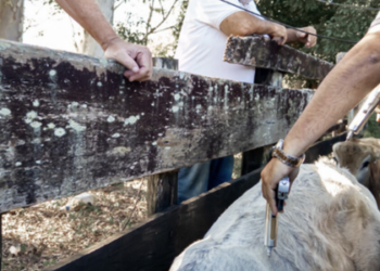 Campanha da Prefeitura de Macaé imuniza bezerras contra brucelose, raiva bovina e manqueira no interior do município. Iniciativa garante proteção animal e prevenção de doenças que afetam humanos.