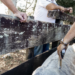 Campanha da Prefeitura de Macaé imuniza bezerras contra brucelose, raiva bovina e manqueira no interior do município. Iniciativa garante proteção animal e prevenção de doenças que afetam humanos.