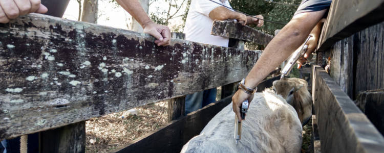 Campanha da Prefeitura de Macaé imuniza bezerras contra brucelose, raiva bovina e manqueira no interior do município. Iniciativa garante proteção animal e prevenção de doenças que afetam humanos.