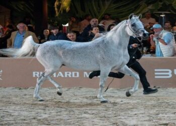 competições cavalos árabes