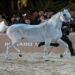 competições cavalos árabes