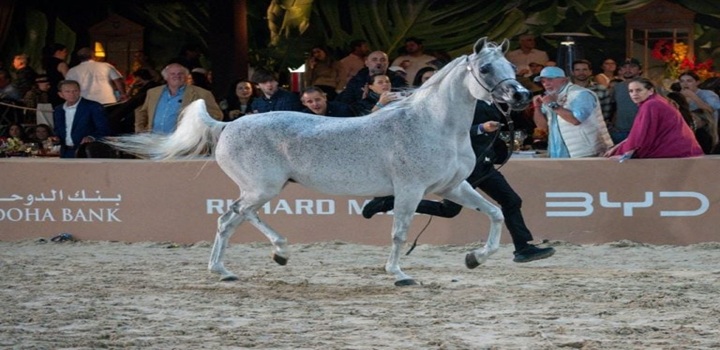 competições cavalos árabes