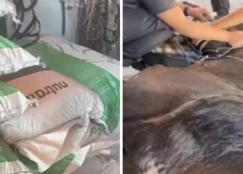 morte de cavalos por ração contaminada