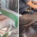 morte de cavalos por ração contaminada