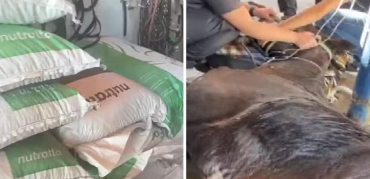 morte de cavalos por ração contaminada