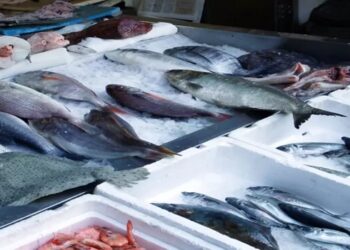 exportações de pescados no brasil x eua