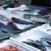 exportações de pescados no brasil x eua