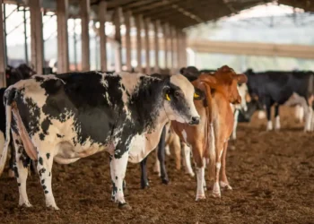 O Ministério da Agricultura suspendeu dois lotes da vacina Excell 10 após relatos de mortes em rebanhos no Piauí e no Paraná. Resultado sairá em até 60 dias.