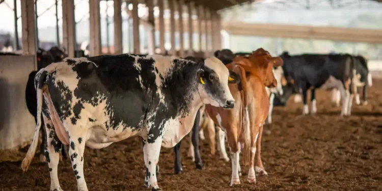 O Ministério da Agricultura suspendeu dois lotes da vacina Excell 10 após relatos de mortes em rebanhos no Piauí e no Paraná. Resultado sairá em até 60 dias.