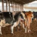 O Ministério da Agricultura suspendeu dois lotes da vacina Excell 10 após relatos de mortes em rebanhos no Piauí e no Paraná. Resultado sairá em até 60 dias.