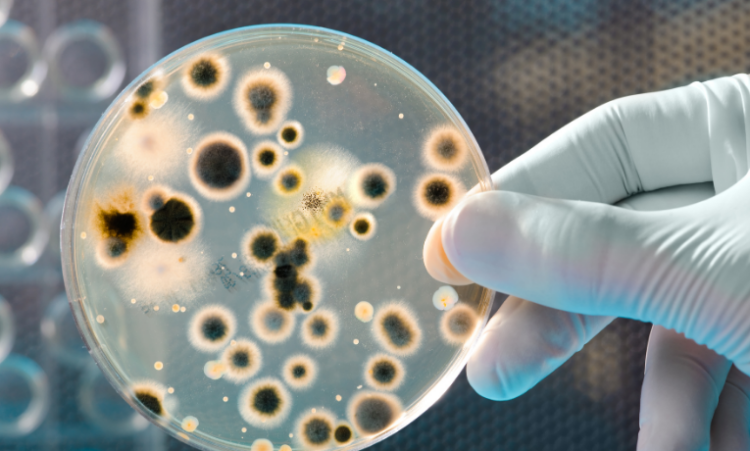 Segundo a Sociedade Brasileira de Infectologia, hospitais brasileiros apresentam falhas graves no uso de antibióticos, aumentando risco de infecções resistentes e ameaçando a saúde pública.