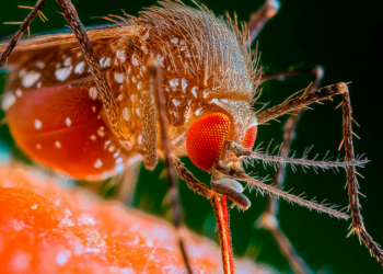 Mais de 10 mil casos de febre oropouche foram registrados no Brasil em 2025. Doença viral transmitida pelo maruim avança no Rio de Janeiro e Espírito Santo.