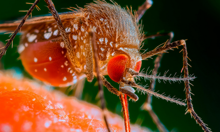 Mais de 10 mil casos de febre oropouche foram registrados no Brasil em 2025. Doença viral transmitida pelo maruim avança no Rio de Janeiro e Espírito Santo.