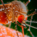 Mais de 10 mil casos de febre oropouche foram registrados no Brasil em 2025. Doença viral transmitida pelo maruim avança no Rio de Janeiro e Espírito Santo.