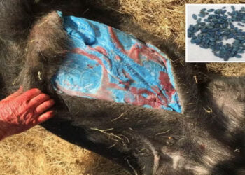 Caçadores e autoridades encontraram javaporcos com carne e gordura fluorescentes na Califórnia. A causa é um veneno para ratos, que contamina a cadeia alimentar e representa um risco grave para a saúde pública e a vida selvagem.