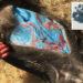 Caçadores e autoridades encontraram javaporcos com carne e gordura fluorescentes na Califórnia. A causa é um veneno para ratos, que contamina a cadeia alimentar e representa um risco grave para a saúde pública e a vida selvagem.