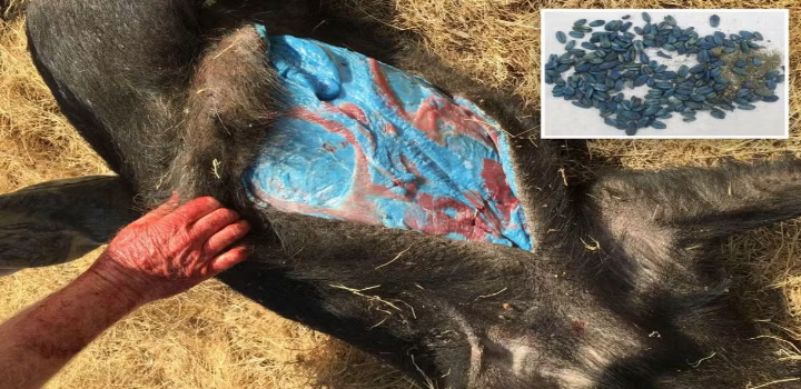 Caçadores e autoridades encontraram javaporcos com carne e gordura fluorescentes na Califórnia. A causa é um veneno para ratos, que contamina a cadeia alimentar e representa um risco grave para a saúde pública e a vida selvagem.