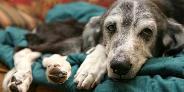Dê um lar a um pet! O Shopping Plaza Macaé sedia feira de adoção de animais neste sábado. Conheça cães e gatos prontos para uma nova vida, com toda a saúde garantida. Saiba como adotar!