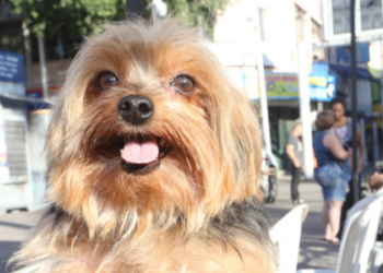 O governo do RJ promove neste sábado (27) o Dia D de vacinação antirrábica. Serão aplicadas 2,5 milhões de doses em cães e gatos em todos os municípios.