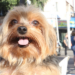 O governo do RJ promove neste sábado (27) o Dia D de vacinação antirrábica. Serão aplicadas 2,5 milhões de doses em cães e gatos em todos os municípios.