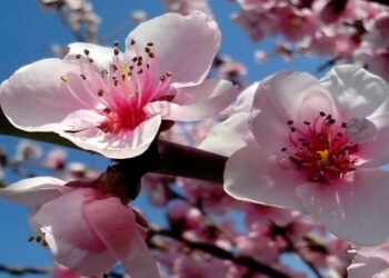 Primavera 2025 inicia em 22 de setembro com frente fria, temporais e fortes ventos. Inmet alerta para queda de temperaturas, risco de geada no Sul e efeitos do La Niña nas chuvas.