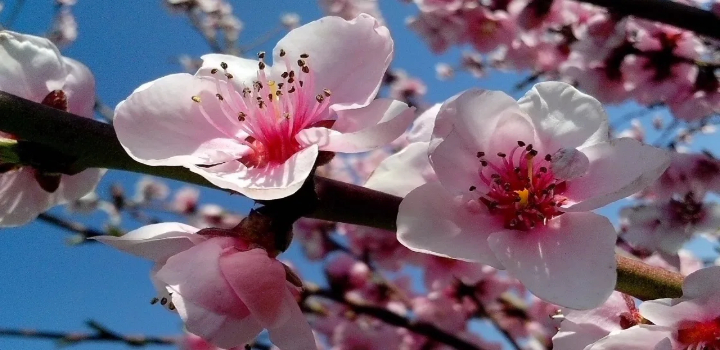 Primavera 2025 inicia em 22 de setembro com frente fria, temporais e fortes ventos. Inmet alerta para queda de temperaturas, risco de geada no Sul e efeitos do La Niña nas chuvas.