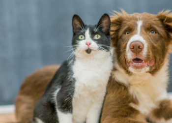 Prefeitura de Macaé amplia programa gratuito de castração de cães e gatos. Cadastro pode ser feito pelo WhatsApp (22) 99105-1769. Ação inclui medicamentos e colar elizabetano.