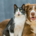 Prefeitura de Macaé amplia programa gratuito de castração de cães e gatos. Cadastro pode ser feito pelo WhatsApp (22) 99105-1769. Ação inclui medicamentos e colar elizabetano.
