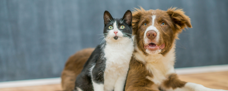 Prefeitura de Macaé amplia programa gratuito de castração de cães e gatos. Cadastro pode ser feito pelo WhatsApp (22) 99105-1769. Ação inclui medicamentos e colar elizabetano.