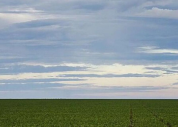 Com a queda de 80% das exportações norte-americanas de soja, o Brasil se consolida como principal fornecedor da China, fortalecendo a balança comercial e a agricultura nacional.