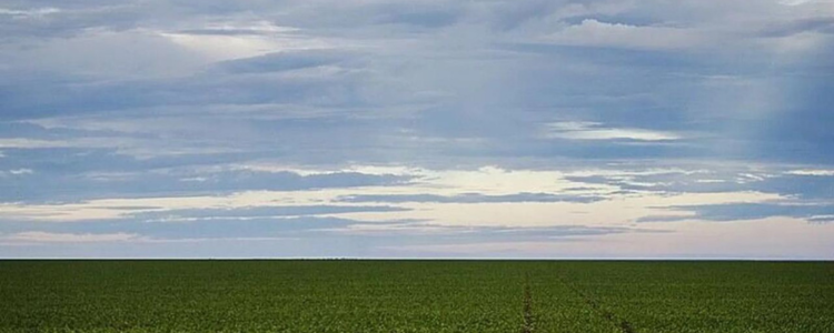 Com a queda de 80% das exportações norte-americanas de soja, o Brasil se consolida como principal fornecedor da China, fortalecendo a balança comercial e a agricultura nacional.