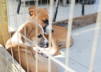 Feira de Adoção em Rio das Ostras acontece dia 8, das 9h às 14h, com cães e gatos prontos para adoção.
