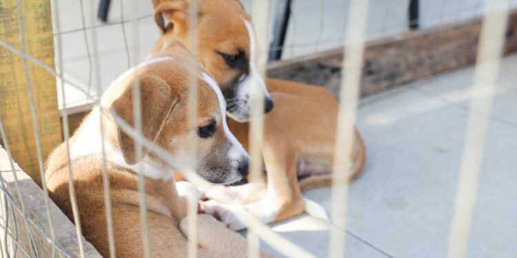 Feira de Adoção em Rio das Ostras acontece dia 8, das 9h às 14h, com cães e gatos prontos para adoção.