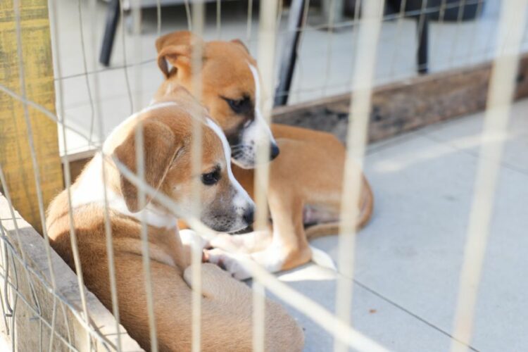 Feira de Adoção em Rio das Ostras acontece dia 8, das 9h às 14h, com cães e gatos prontos para adoção.