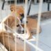 Feira de Adoção em Rio das Ostras acontece dia 8, das 9h às 14h, com cães e gatos prontos para adoção.