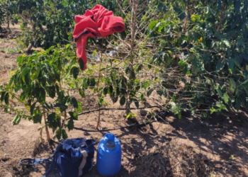 Treze trabalhadores são resgatados de condição análoga à escravidão em fazenda de café de SP
