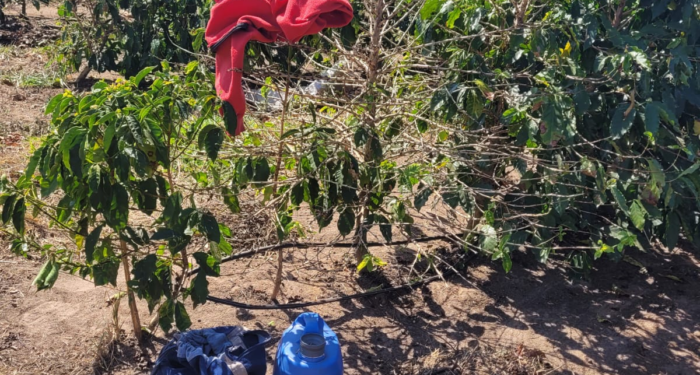 Treze trabalhadores são resgatados de condição análoga à escravidão em fazenda de café de SP