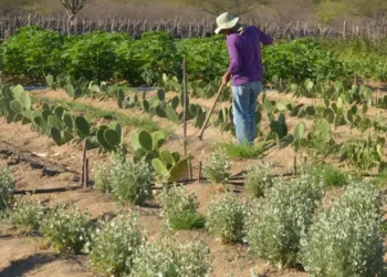 Banco oferecerá financiamento com até nove anos de prazo e um de carência para agricultores e cooperativas.