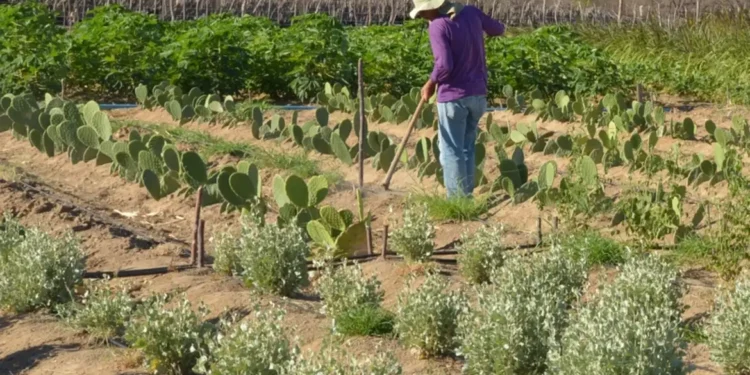 Banco oferecerá financiamento com até nove anos de prazo e um de carência para agricultores e cooperativas.
