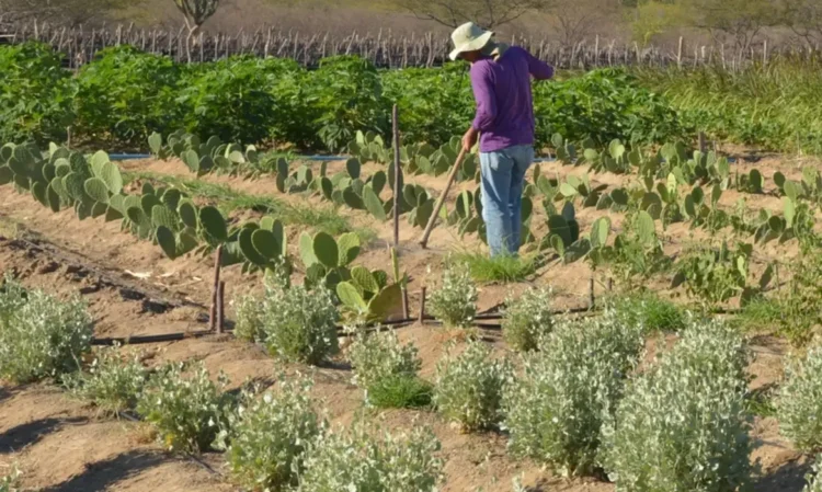 Banco oferecerá financiamento com até nove anos de prazo e um de carência para agricultores e cooperativas.