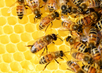 Vagalumes e outros insetos estão desaparecendo em várias regiões do país. Especialistas alertam para riscos ambientais e destacam o papel das novas gerações na preservação.