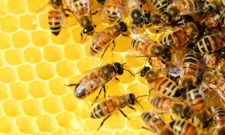 Vagalumes e outros insetos estão desaparecendo em várias regiões do país. Especialistas alertam para riscos ambientais e destacam o papel das novas gerações na preservação.